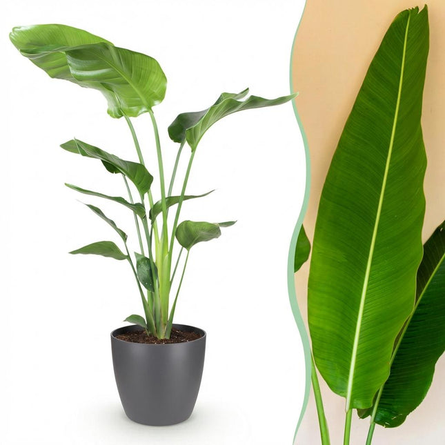 Strelitzia Nicolai Pflanze Mit Grauem Topf Ø21cm Höhe ca.110-120cm Paradiesvogelblume Großpflanze Pflegeleicht Grünpflanze Für Zimmer Büro &