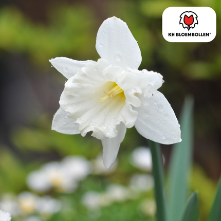 Snow Baby Narzisse – 20 Blumenzwiebeln – Mini-Narzisse Weiß – Frühjahrsblüher für Beete, Töpfe & Steingärten
