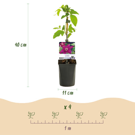 Kletterpflanze Clematis Westerplatte – Tiefviolette Blüten mit weißem Rand – 2 Pflanzen – 11 cm x H40 cm – Pflegeleicht & Robust – Ideal für Garten, Balkon & Pergolen