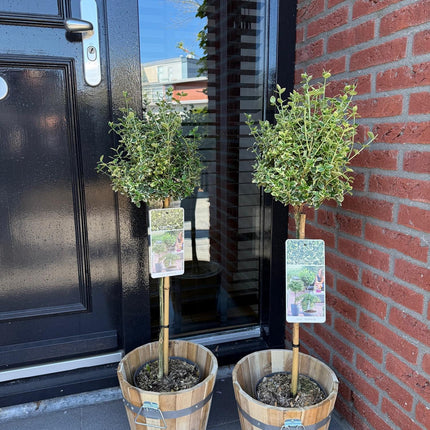 Euonymus fortunei ‘Emerald Gaiety’ – Stamm – Pflanze – Immergrün & winterhart – für Terrasse, Balkon & Garten – pflegeleicht – Ø19cm – Höhe ca. 90cm