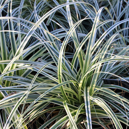 Grünweiße Segge – Carex oshimensis 'Everest' – 4 Pflanzen – Immergrün – Ziergras mit weißem Blattrand – Pflegeleicht – Ø17cm – Höhe ca. 50 cm