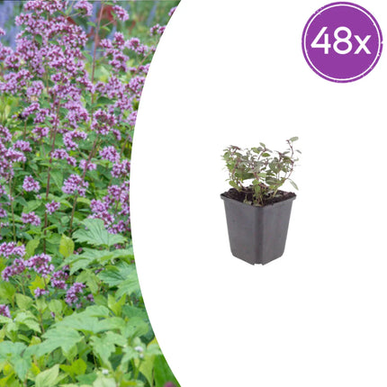 Origanum laevigatum Herrenhausen – 48 Pflanzen – Ø9cm – Höhe 10-25cm – Winterharter Zieroregano – Bienenfreundlich – Für Beet, Steingarten & Präriegarten