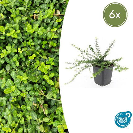 Kleinblättrige Teppichspindel – Euonymus fortunei 'Minimus' – ↕10-25 cm – Ø9 cm – 6 Pflanzen – Bodendecker – Winterhart & Pflegeleicht – Herbstfärbung – Vielseitig