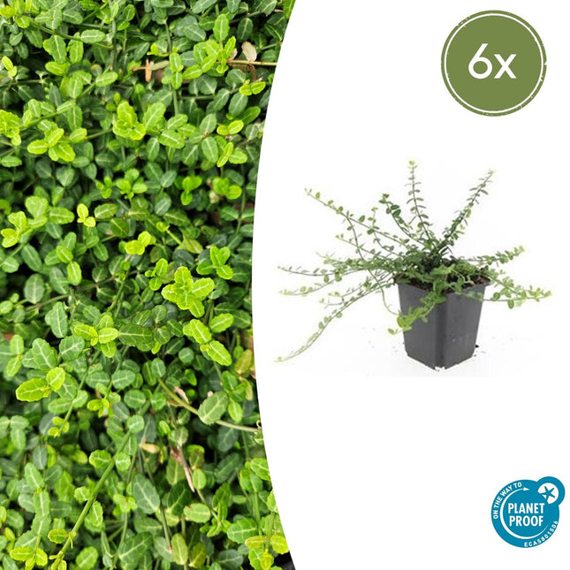 Kleinblättrige Teppichspindel – Euonymus fortunei 'Minimus' – ↕10-25 cm – Ø9 cm – 6 Pflanzen – Bodendecker – Winterhart & Pflegeleicht – Herbstfärbung – Vielseitig