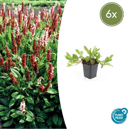 Schneckenknöterich Persicaria aff. 'Darjeeling Red' – ↕10-25cm – Ø9cm – 6 Pflanzen – Rotes Laub – Sonne & Halbschatten – Pflegeleichte Staude
