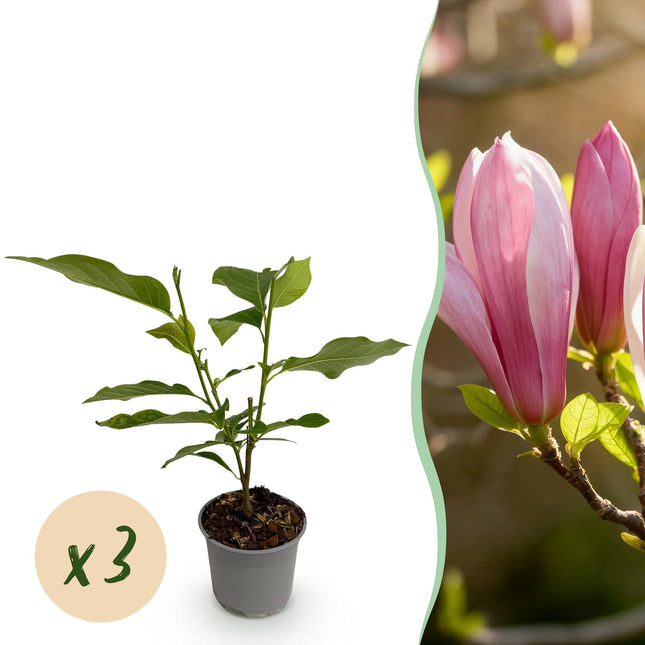 Magnolia Ricki – 3 Pflanzen – 12cm – Höhe ca. 30cm