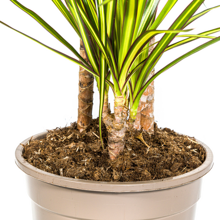Drachenbaum - Dracaena Marginata ‘Sunray’ – Zimmerpflanze – Ø21 cm – Höhe 100–110 cm – Tropischer Farbkontrast – Pflegeleicht & dekorativ