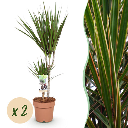 Dracaena Marginata – 2 elegante Drachenblutbäume – 70-80cm – 17cm – Pflegeleichte Zimmerpflanzen – & Arbeitsräume