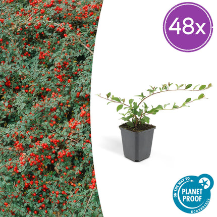 Cotoneaster dammeri 'Major' – Robuster, flächendeckender Bodendecker – 48 Pflanzen – ↕25cm – Ø9cm – Weiße Blüten & rote Beeren