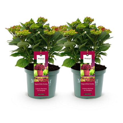Hydrangea macrophylla Ruby Tuesday & Sapphire – Gartenhortensie – 2 Pflanzen – 23cm – Höhe 55cm – Rot und Blau – Balkonpflanze – 6-10 Blüten
