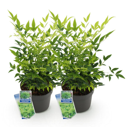 Nandina Lemon & Lime – 2 Pflanzen 17cm Höhe ca.45cm – Immergrün & farbintensiv – Gelbes Laub für Beet Balkon Terrasse – Pflegeleichter Zierstrauch