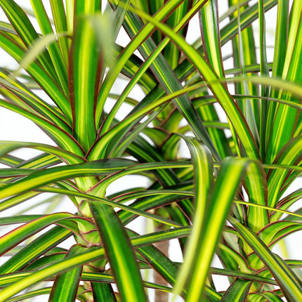 Dracaena Sunray – 90-100cm – 21cm – Pflegeleichter Drachenbaum in Grün – Gelb – Farbenfrohe Zimmerpflanze für Wohnzimmer, Büro & Eingangsbereich
