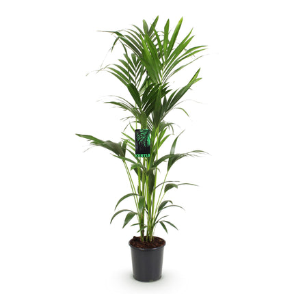 Howea Forsteriana – Kentia – Palme – 140-150cm – Ø24cm – Pflegeleichte Zimmerpalme mit gefiederten Blättern – Tropische Grünpflanze für Innenräume