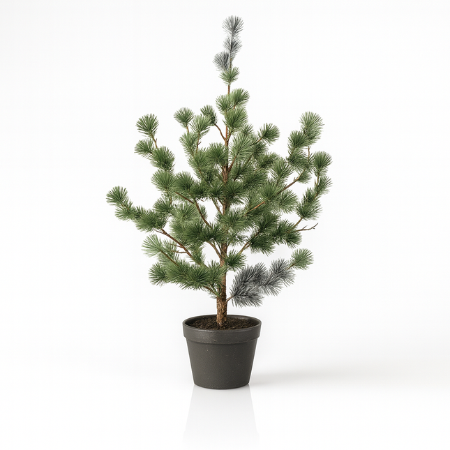 Zeder – Kiefer 80cm – Künstliche Pflanze – Realistische Cedar Pine Optik – Immergrün & pflegefrei – Winter – & Weihnachtsdeko für Wohnzimmer Büro Flur