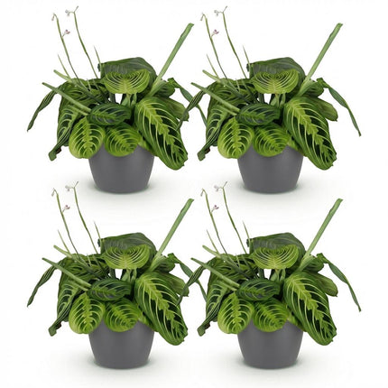 Maranta Fascinator Lemon Lime 4er Set Pflanzen Mit Grauem Topf Ø12cm Höhe ca.25cm Gebetspflanze Grün Haustierfreundlich Pflegeleicht Für Zimmer