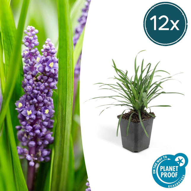 Lilientraube Liriope muscari 'Big Blue' – ↕10-25cm – Ø9cm – 12 Pflanzen – Immergrün, Lila Blüten, Bodendecker, Pflegeleicht, Halbschatten