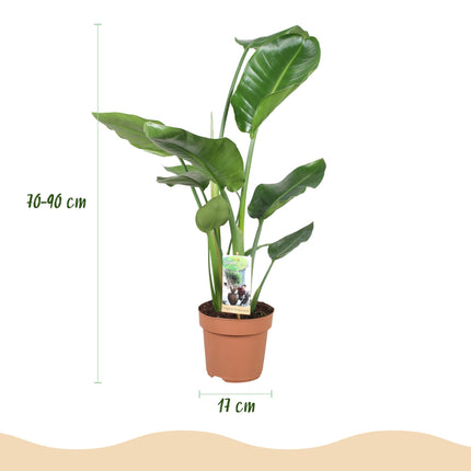 Strelitzia nicolai – Zwei pflegeleichte Paradiesvogelblumen – 17cm – Höhe 70-90cm – Tropische Grünpflanzen für Innenräume – Üppige Zimmerpflanzen