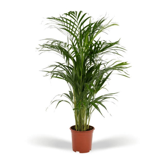 Areca – Palme – Dypsis lutescens – Ø17cm x ↕70cm – Goldpalme als tropische Zimmerpflanze – Luftreinigend, pflegeleicht & dekorativ