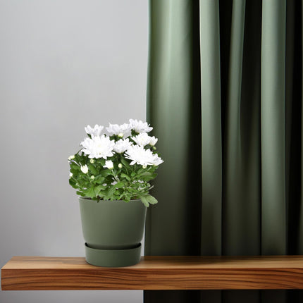 Chrysanthemum ‘Brave’ – Polster – Chrysantheme – Outdoorpflanze – Ø12cm – ↕26cm – Herbstblüher – Pflegeleicht & farbenfroh