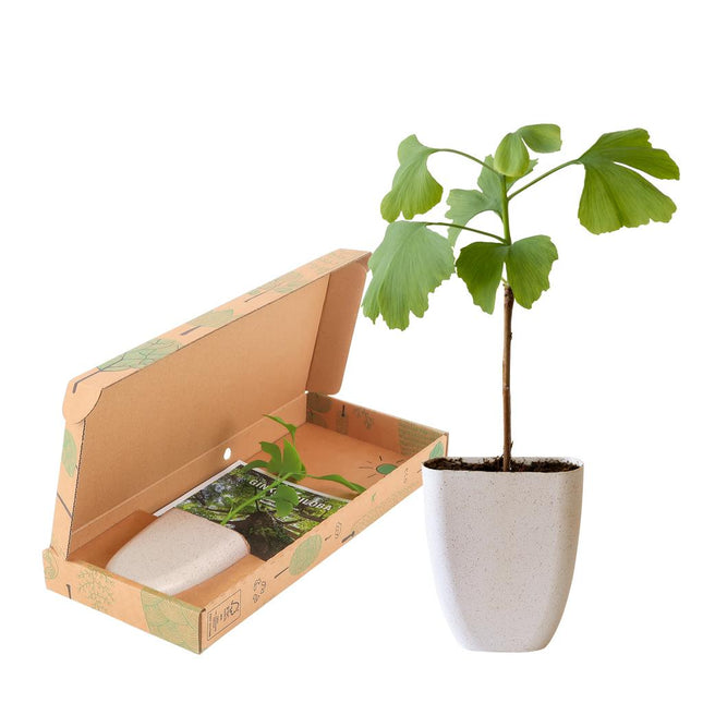 Fächerblattbaum Ginkgo Biloba – ↕15cm – Briefkastenkarton – Lebensbaum Geschenkbox – Seltenes Baumgeschenk mit Pflegetipps – Nachhaltiger Topf aus Elefantengras