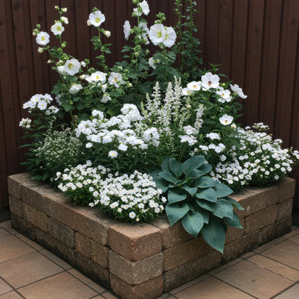 Staudenset – Weiß – 8 weiße Blühstauden – Für 1m² Beet – Pflegeleicht – Eleganter Blütenteppich – Für sonnige Standorte – Ø11cm