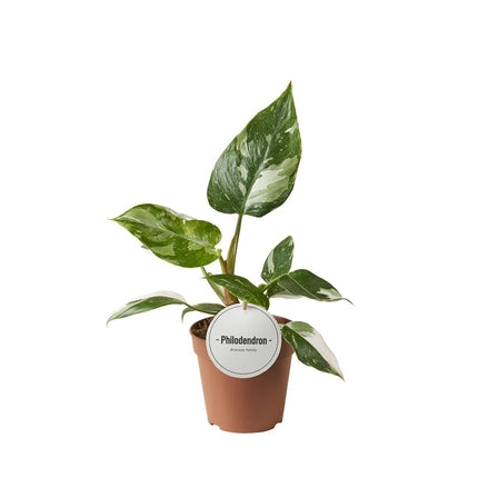 Philodendron White Princess – Zimmerpflanze – Rarität mit weißer Panaschierung – Ø12cm – Höhe ca. 30cm – Tropische Seltenheit