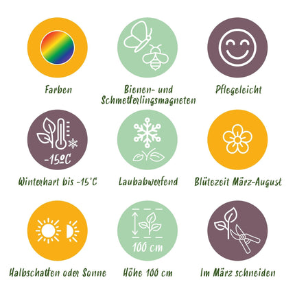 Staudenset – Weiß – 8 weiße Blühstauden – Für 1m² Beet – Pflegeleicht – Eleganter Blütenteppich – Für sonnige Standorte – Ø11cm