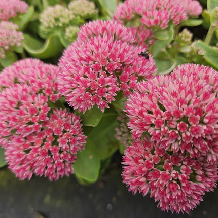 Hohes Fettblatt Sedum 'Herbstfreude' – ↕10-25cm – Ø9cm – 60 Pflanzen – Winterharte, trockenheitstolerante Sukkulente – Bienenfreundlich & pflegeleicht