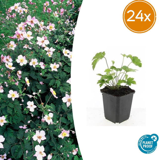 Anemone tomentosa ‘Robustissima’ – 24 Pflanzen – ↕10-25cm – Ø9cm – Herbst-Anemone – Purpurrosa Blüten – Winterhart & Bienenfreundlich – Für Halbschatten