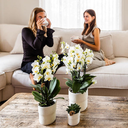 Rustic Zierpflanztopf Weiß – Ø12 cm – Organischer Keramiktopf – Minimalistisches Design im Slow Living Stil – Für natürliche Wohnatmosphäre