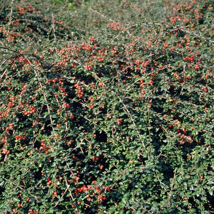 Cotoneaster suecicus 'Coral Beauty' – Winterharter, niedrig wachsender Strauch – 48 Pflanzen – ↕10–25cm – Ø9cm – Mit glänzend grünen Blättern, weißen Blüten & orangen Beeren – Ideal als Bodendecker & Hecke