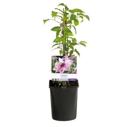 Kletterpflanze Clematis Pink Fantasy – Rosa Blüten – Wenig Pflege – 2 Pflanzen – 11 cm Höhe 40 cm – Für Garten, Terrasse & Pergolen