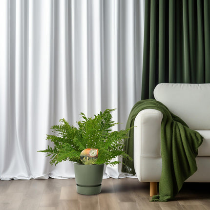 Zwerg-Baumfarn – Blechnum Silver Lady – Zimmerpflanze – Ø17 cm – ↕50 cm – Pflegeleicht – Silbergrüne Wedel – Luftreinigend