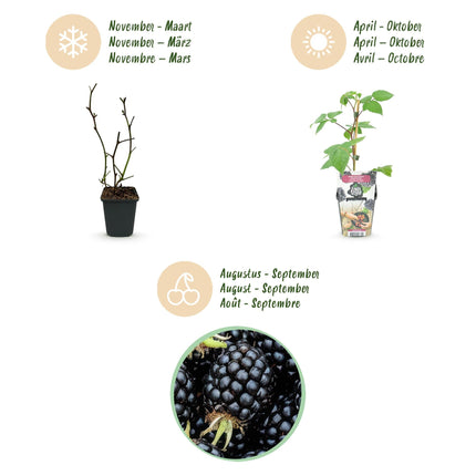 Brombeere Rubus fruticosus Black Satin winterhart 6 Pflanzen Ø9cm Höhe30cm – Saftige Brombeeren für Garten Beet Balkon & Terrasse