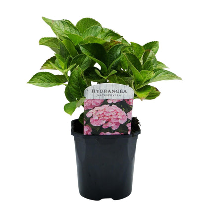 Hortensie Hydrangea macrophylla Rosa – 3 Pflanzen für 1 m² – Ø17cm – ↕30cm – Sommerblüher – Pflegeleicht & laubabwerfend