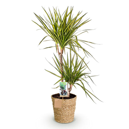 Dracaena Sunray – 90-100cm – 21cm inkl. Naturkorb – Pflegeleichter Drachenbaum – Grün – Gelbes Blattwerk