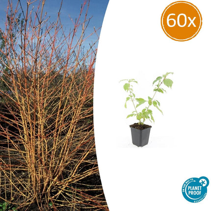 Roter Hartriegel Cornus sanguinea 'Anny's Winter Orange' – ↕10-25cm – Ø9cm – 60 Pflanzen – Winterharter Strauch für Beete & Solitärpflanzung