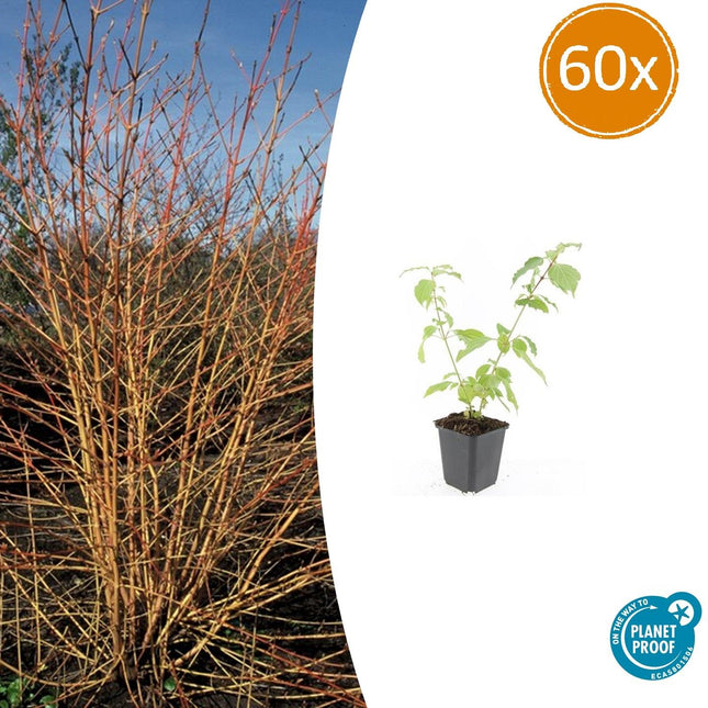 Roter Hartriegel Cornus sanguinea 'Anny's Winter Orange' – ↕10-25cm – Ø9cm – 60 Pflanzen – Winterharter Strauch für Beete & Solitärpflanzung