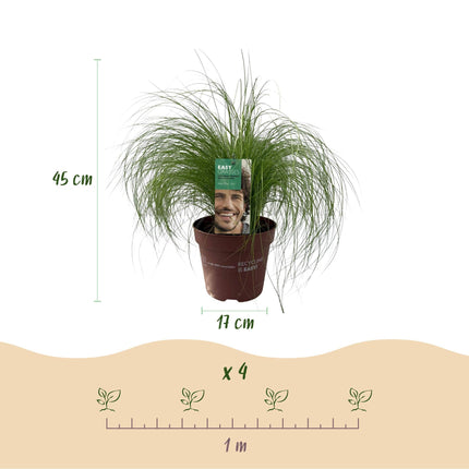 Ziergras Federgras Stipa tenuifolia Pony Tails – Immergrün & winterhart – Höhe ca. 50cm – 17cm – Luftiges Ziergras für Beet & Kübel