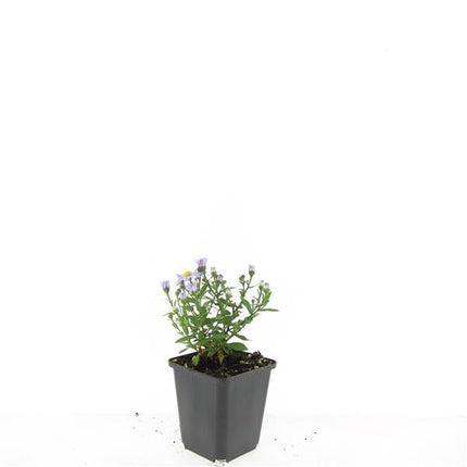 Aster (D) 'Prof. Anton Kippenberg' – lila Herbstblüte – 24 Pflanzen – bienenfreundlich – pflegeleicht – Schnittblume – Ø9cm – ↕10-25cm