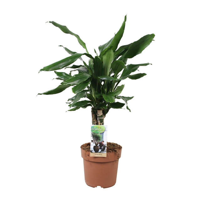 Drachenbaum Dracaena Fagrans Steudneri Green – Zimmerpflanze – Ø17cm – ↕55cm – Pflegeleicht & robust – Grünes, elegantes Blattwerk