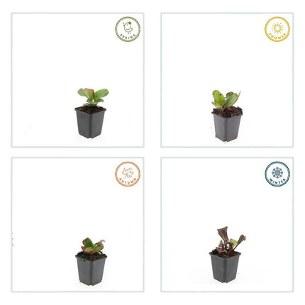 Bergenie – Bergenia cordifolia 'Herbstblüte' – ↕10-25cm – Ø9cm – 12 Pflanzen – immergrüner Bodendecker