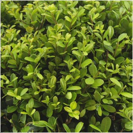 Stechpalme – Ilex crenata 'Jenny' – 48 Pflanzen – Immergrün – Winterhart – Alternative zu Buchsbaum – Ø7cm ↕15cm