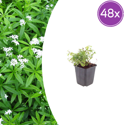 Waldmeister Galium odoratum – 48 Pflanzen – 10-25cm – Ø9cm – Duftender Bodendecker für Schatten & Halbschatten