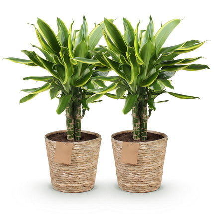 Dracaena fragrans Golden Coast – Zwei pflegeleichte Drachenbäume im dekorativen Korb – 17cm – Höhe 50-55cm – Bunte Zimmerpflanzen für Innenräume