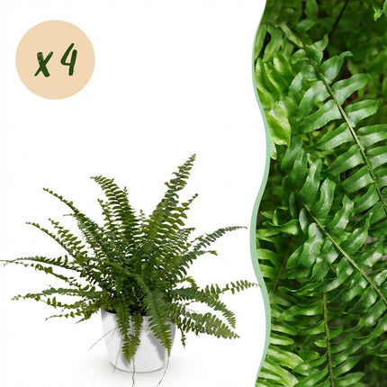 Nephrolepis Exaltata Green Lady Farn Pflanze 4er Set mit weißem Topf Ø12cm Höhe 25cm Haustierfreundliche pflegeleichte Grünpflanze für Zimmer & Büro