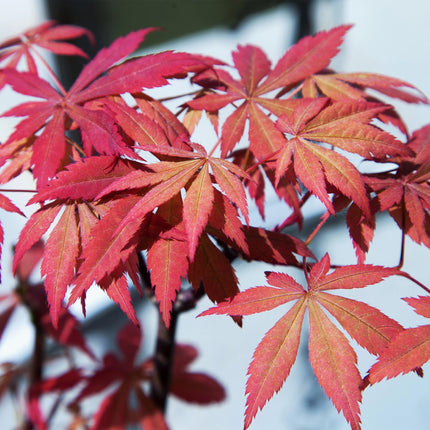 Japanischer Ahorn – Acer palmatum 'Sumi-nagashi' – 2 Pflanzen – ca. 70 cm hoch – Ø19 cm – tiefviolettes Laub mit Glanz – Balkon- & Gartenpflanze
