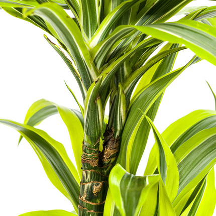 Drachenbaum Dracaena Deremensis Lemon Lime – Zimmerpflanze – Ø19cm – 70-90cm hoch – Lebendige grüne Blätter mit hellgrünem Rand – Pflegeleicht & dekorativ