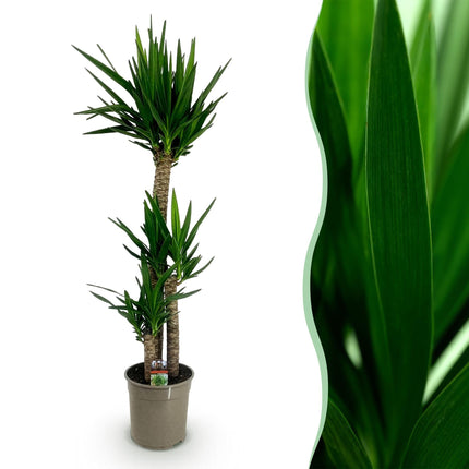 Palmlilie Yucca Elephantipes – 140cm – 24cm – Pflegeleichte Palmlilie mit schmalen, grünen Blättern