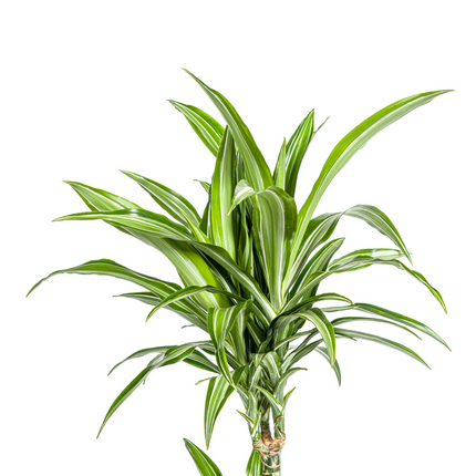 Drachenbaum – Dracaena Deremensis White Stripe – Zimmerpflanze – Ø21cm – ↕90–110cm – Pflegeleichte Grünpflanze mit dekorativen Blättern – Ideal für Wohnzimmer, Büro & Flur